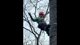 16 December 2023 Tree Fall DiY