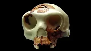 Protein Structure of Homo Antecessor Finally Sequenced With Shocking Results!