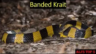 Ali's Top 5 - Banded Krait Facts