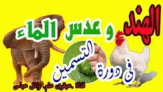 اكتشاف مذهل: الهند تكشف عن سرّ استخدام عدس الماء في دورة دجاج التسمين!