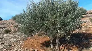 أرض للبيع 4 مليون لهكتار بها 130 زيتون  سكنى كوري أوراق محافظه طريق  0679444657 وكالة عقارية