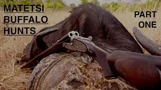 Matetsi buffalo hunting Part 1
