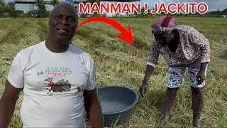 FLASH BÒN NOUVÈL JACKITO REKÒLTE DIRI🌾🌾JODIA. MANMAN JACKITO ?