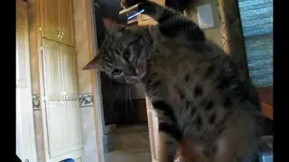 Tape Trap