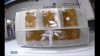 Mice Mating