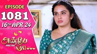 Anbe Vaa Serial | Episode 1081 | 16th Apr 2024 | Virat | Shree Gopika | Saregama TV Shows Tamil