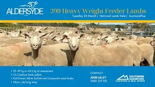 390 heavy-weight feeder lambs - National Lamb Sale AuctionsPlus, Tuesday 25 March 2025