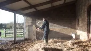bedding down young cattle with wheat straw