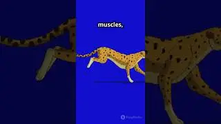 Cheetah - The Ultimate Speedster! #Cheetah #AnimalFacts #Speed #Wildlife #Nature #FastestAnimal