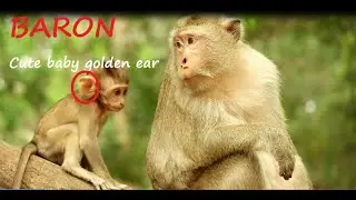 Cute baby monkey BARON has an impressive golden ear/ Baron adorable baby monkey