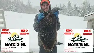 Newfoundland beaver trapping... Success but also trail cam footage of the beaver avoiding traps