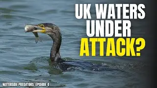 The Cormorant: Nature&rsquo;s Most Controversial Hunter