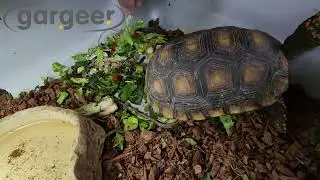 All Reptiles Pure Calcium Supplement