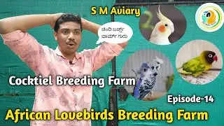 15 Pair Cocktiels Breeding|🦜15 Pair African😎 Lovebirds Breeding |✨️ಚಿಂದಿ ಬರ್ಡ್ಸ್ ಫಾರ್ಮ್ Guru✨️|Ep-14