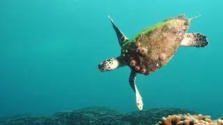 Environmental challenges facing Abu Dhabi