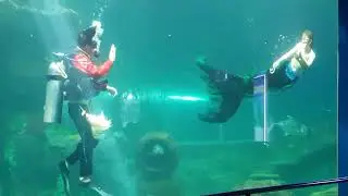 Bebe xem bieu dien tien ca PQ2018