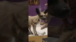 Stuffed aardwolf, a hyena that specialized in eating termites & insects