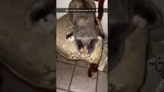 SHE DOESN'T KNOW HOW TO LOAF