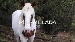 Mermelada - Paradoxus Luporum