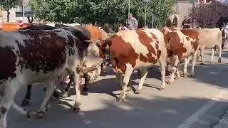 Transumanza 2023