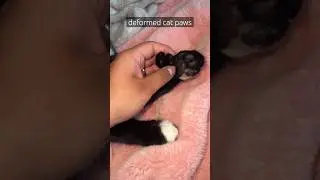 cat has two &ldquo;thumbs&rdquo; on each paw #deformity #catvideos #cat