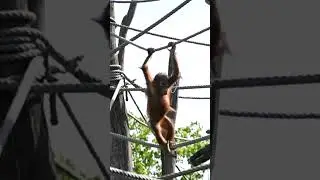 Funny Kendari is learning to walk the tightrope#shorts#funnyvideo#orangutans#funnyanimals#zoo