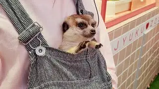 Visiting Cute Meerkats Cafe in Japan 🙈❤️ | Ferret Hedgehog🦔 Fennec fox | Lovely Animals Cafe ASMR |