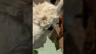 Petal the Alpaca eating leaves! so cute.
