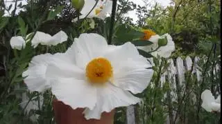 Fried Egg Plant in Bloom ( Romneya coulteri)
