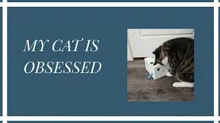 Migipaws MigiBox Plus Cat Toy Review &ndash; The Ultimate Indoor Cat Toy