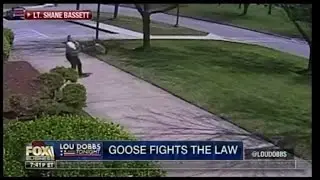 Goose Fights The law - Goose Attacks Police Officer - Lou Dobbs