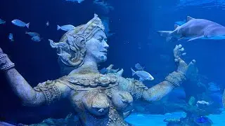 Aquaria Phuket - தாய்லாந்து போகலாம் வாங்க 