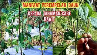 manfaat perempelan daun cabe