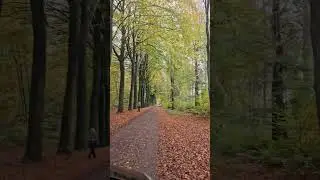 Autumn in #netherlands #autumnleaf #remastered #drenthe