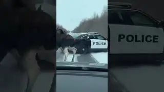 Moose Pair Collision with Police Cruiser