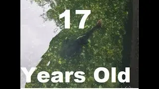 17 YEAR OLD Redtail Catfish [Biggest on Youtube?] & Pond Updates!