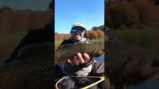Trucha fontinalis. Pesca con mosca en lagunas del sur de chile #fishing #trucha #pesca #pescar