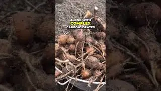 Ground Bean: The Lost Superfood That Could Have Changed History