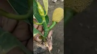 Jack fruit propagating #short #jackfruit #tree