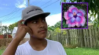 Rare Hibiscus Seeds Experiment!🧪🔬🌺✨🌿//Ultimate Gardening