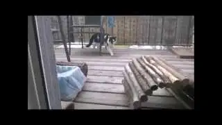 Katze Sanny apportiert / bringt zur&uuml;ck zu Frauchen  :-)