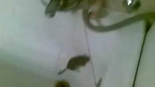 Pascal's degus