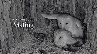 #3🦉🥚Avila🇪🇸Barn Owl Nest 2025／ Powerd by DIRECTO NATURA