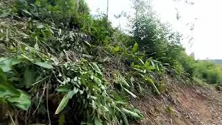 Trilho de lenha