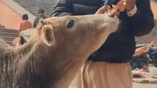 Happy Birthday Bhai 🎂💐🥳 #birthday #birthday #animals #dogshorts #cow 