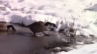 Foraging Geese