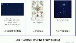 List of Animals of Order Trachymedusae. brucei Colobonema Rhopalonema TrackTribe Halicreas Aglaura