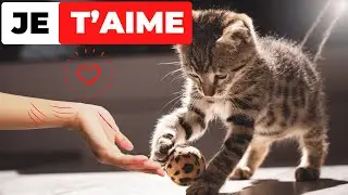 Top 5 Habitudes pour un CHAT PLUS AFFECTUEUX