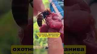 Гигантский шершень