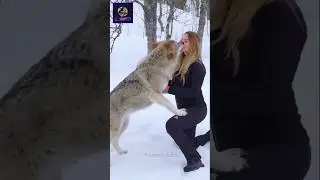 Why Do I Like The Wolf 🐺🐺🐺 #shorts #youtubeshorts #trendingreels